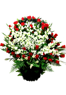 Алая Белизна